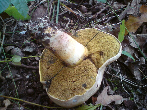 hríb boletus