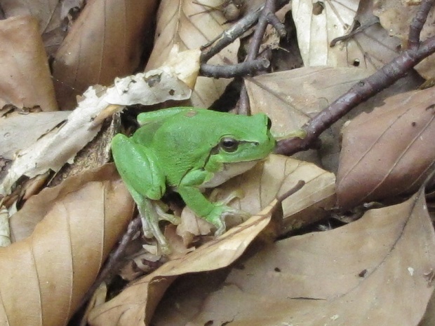 rosnička zelená hyla arborea