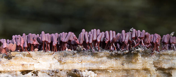 mištička Arcyria sp.