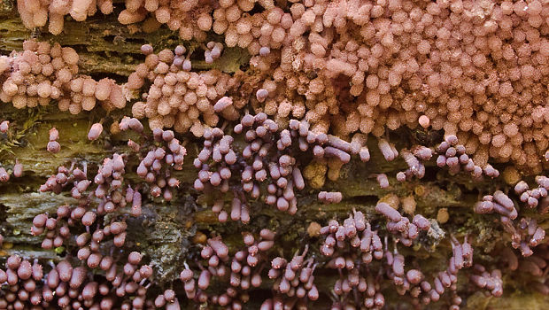 mištička  Arcyria sp.