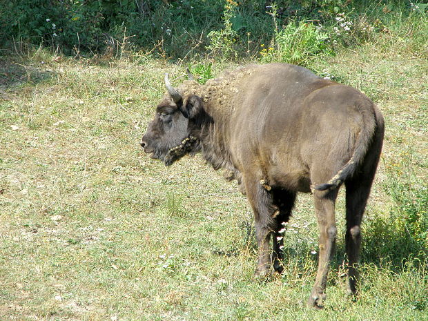 zubor hrivnatý Bison bonasus