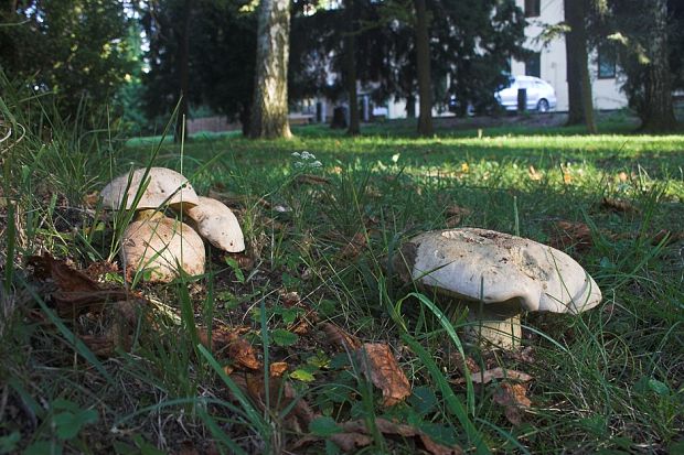 hríb horký Caloboletus radicans (Pers.) Vizzini