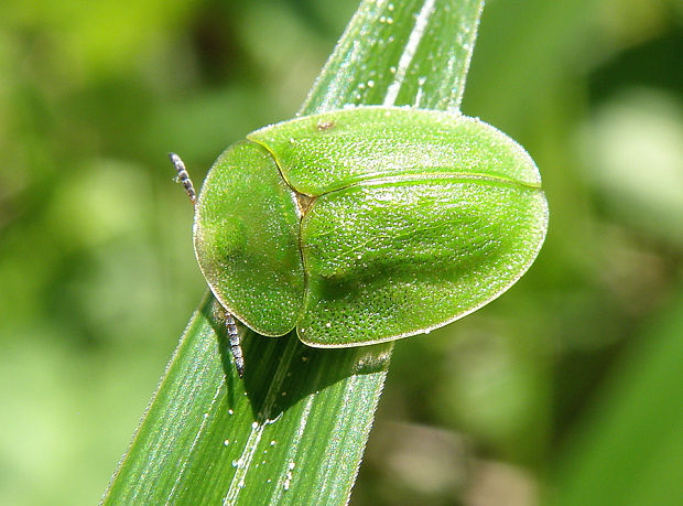 štítnatec zelený / štítonoš zelený Cassida viridis Linnaeus, 1758