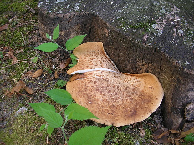 trúdnik šupinatý Cerioporus squamosus (Huds.) Quél.