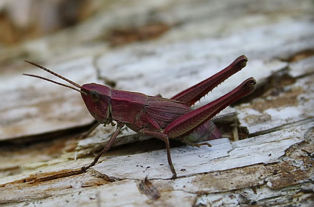 koník fialovonohy Chrysochraon dispar L.