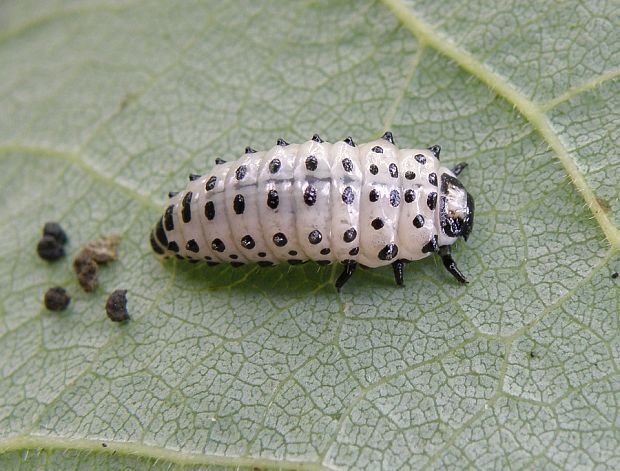 liskavka topoľová / mandelinka topolová Chrysomela populi Linnaeus, 1758