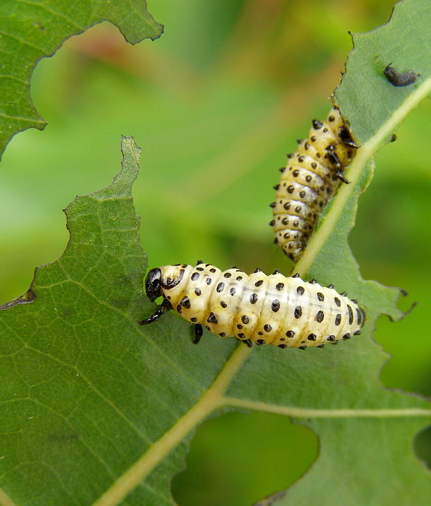 liskavka topolova Chrysomela populi