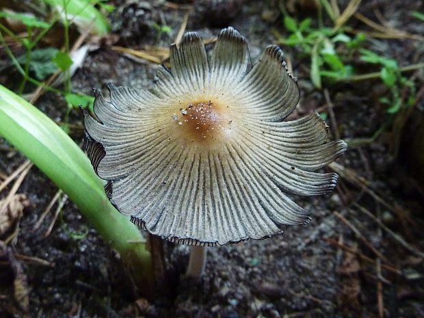 hnojník Coprinus sp.