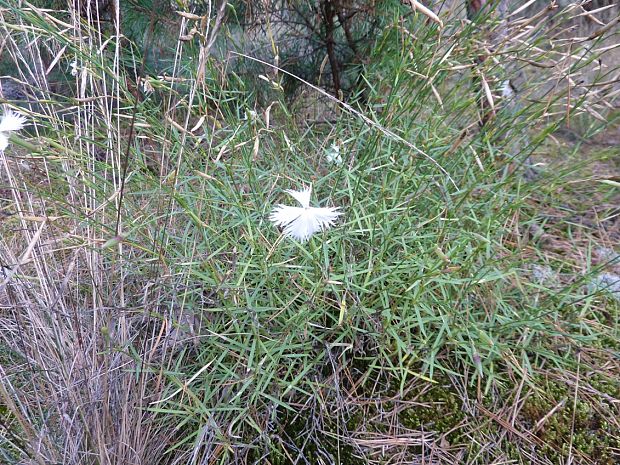 klinček neskorý Dianthus serotinus Waldst. et Kit.