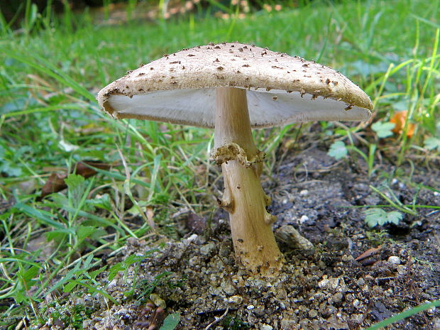 bedlička ostrošupinatá Echinoderma asperum (Pers.) Bon