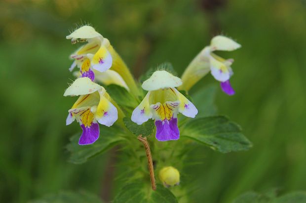 konopnica úhľadná Galeopsis speciosa Mill.