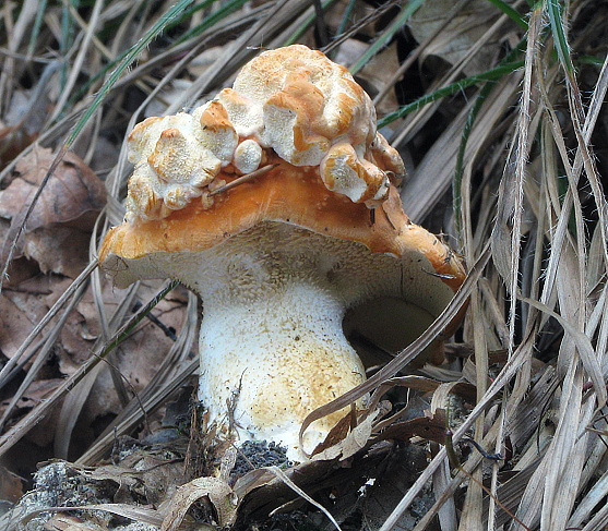 jelenka poprehýbaná Hydnum repandum L.