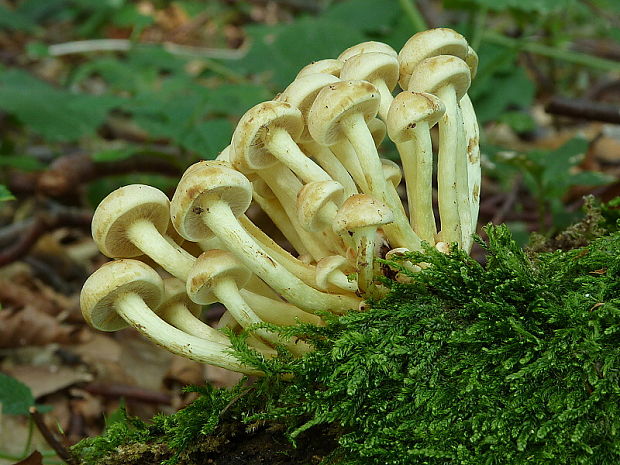 strapcovka Hypholoma sp.