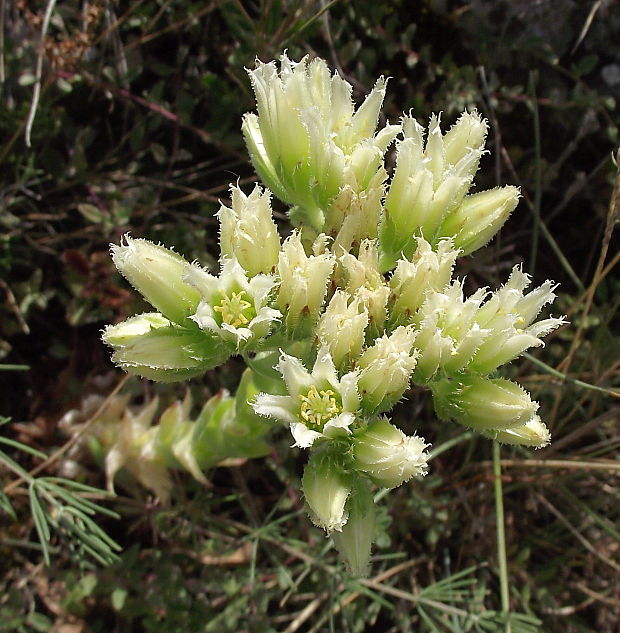 skalničník guľkovitý Jovibarba globifera (L.) J. Parn.