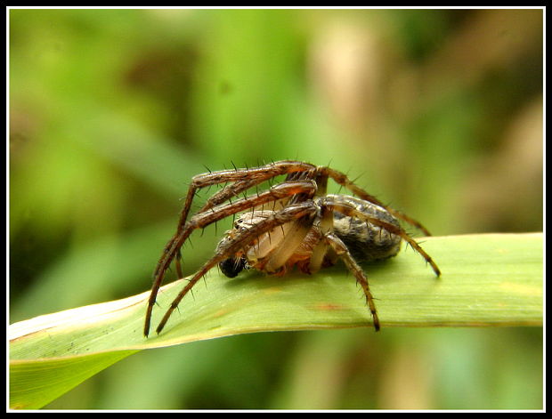 križiak plachý Lariniodes suspicax