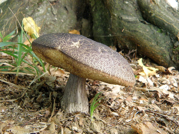 kozák hrabový Leccinum pseudoscabrum (Kallenb.) Šutara