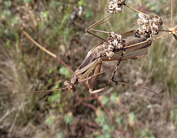 modlivka zelená Mantis religiosa