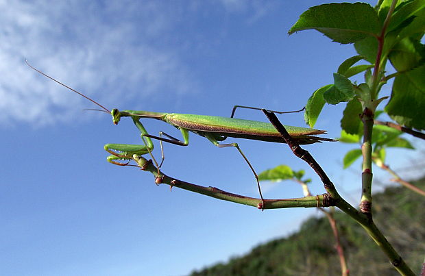 modlivka zelená Mantis religiosa