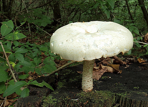 húževnatec šupinatý Neolentinus lepideus (Fr.) Redhead & Ginns