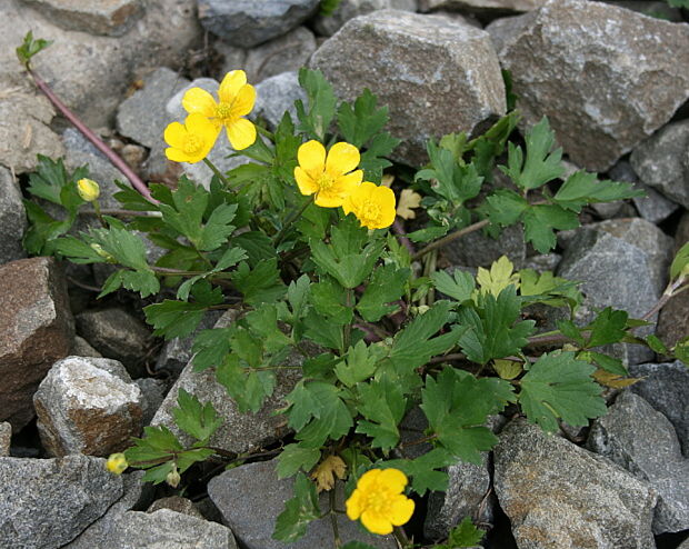 iskerník plazivý Ranunculus repens L.