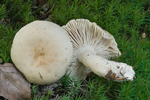 plávka slonovinová ? Russula galochroa (Fr.) Fr.