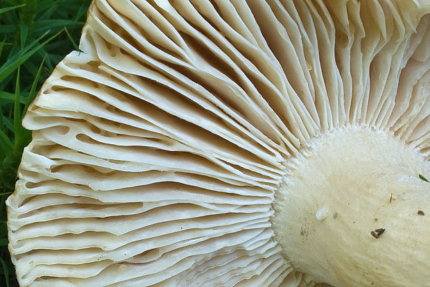 plávka Russula sp.