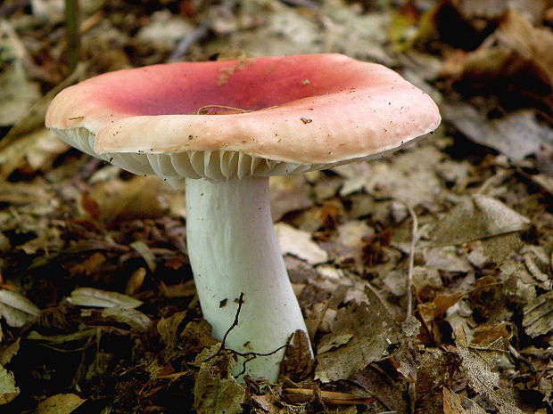 plávka Russula sp.