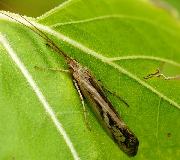 potočník Trichoptera sp.