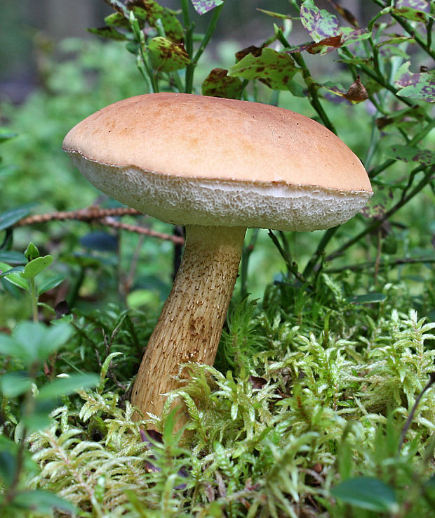 podhríb žlčový  Tylopilus felleus (Bull. ex Fr.) P. Karst.