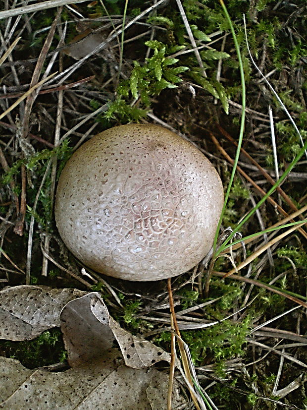 pestrec obyčajný  Scleroderma citrinum Pers.