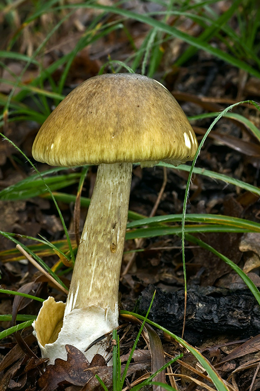 muchotrávka zelená Amanita phalloides (Vaill. ex Fr.) Link