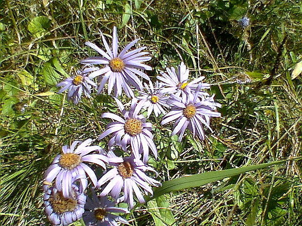 astra spišská Aster amelloides Besser