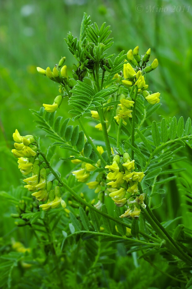 kozinec ovisnutý Astragalus penduliflorus  Lam.