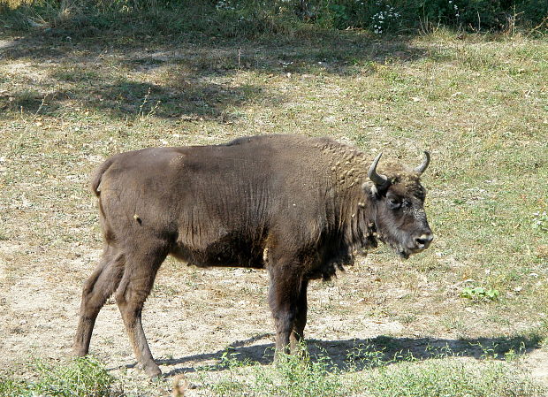 zubor hrivnatý Bison bonasus