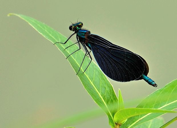 hadovka obyčajná Calopteryx virgo