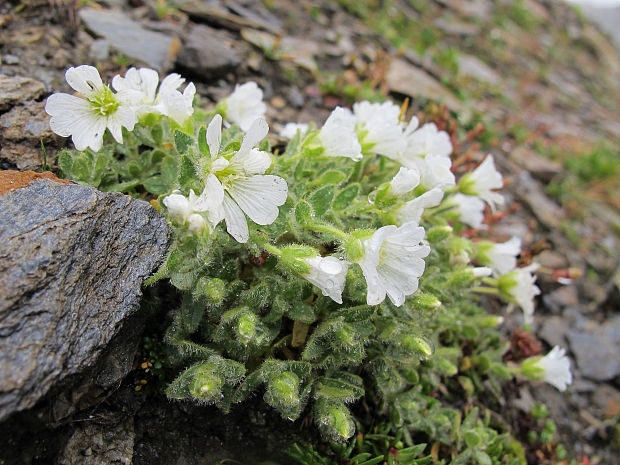 rožec  Cerastium sp. L.