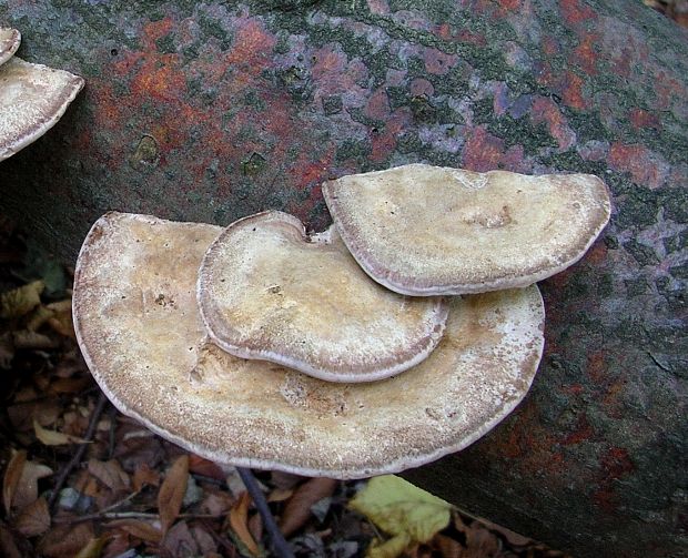 sieťkovček červenkastý Daedaleopsis confragosa (Bolton) J. Schröt.