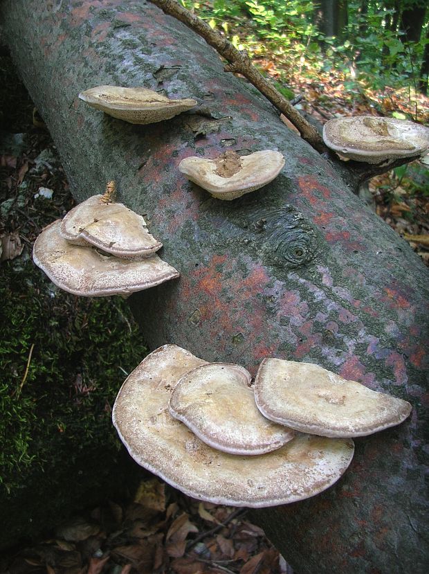 sieťkovček červenkastý Daedaleopsis confragosa (Bolton) J. Schröt.