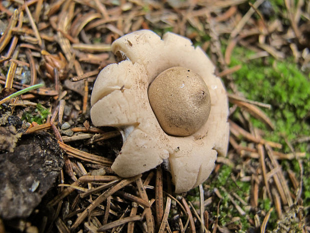 hviezdovka Geastrum sp.