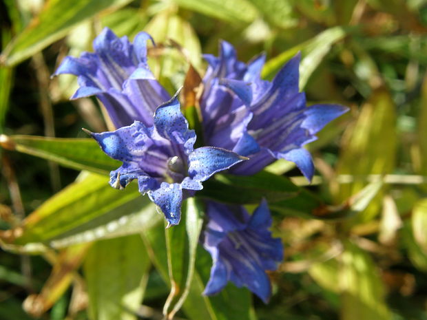 horec luskáčovitý Gentiana asclepiadea L.