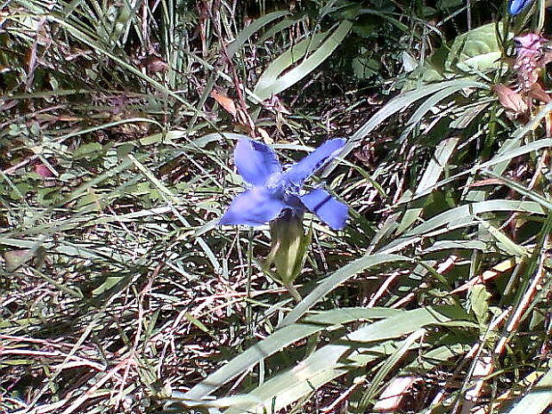 pahorec brvitý Gentianopsis ciliata (L.) Ma