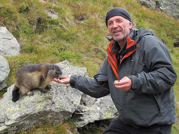 svišť alpský  Marmota marmota