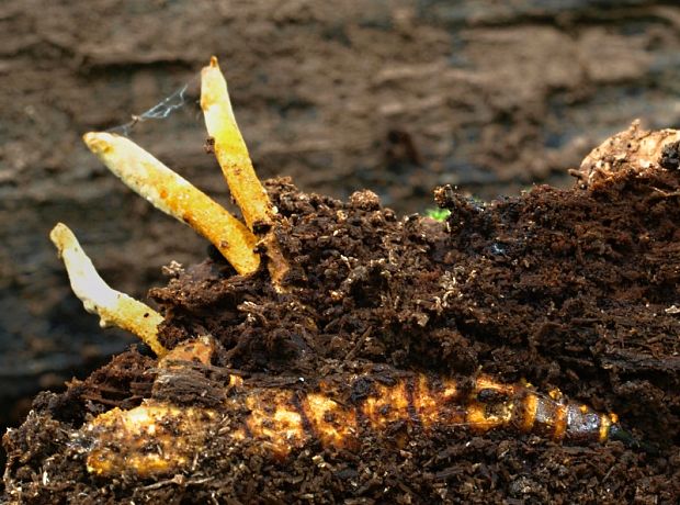 žezlovka Ophiocordyceps variabilis (Petch) G.H. Sung, J.M. Sung, Hywel-Jones & Spatafora