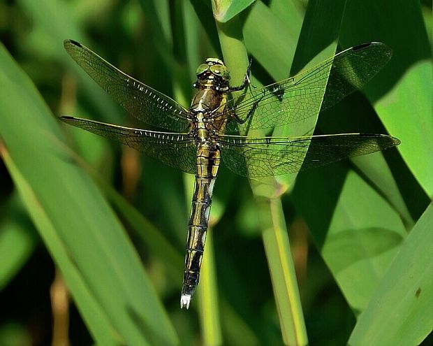 vážka Orthetrum albistylum