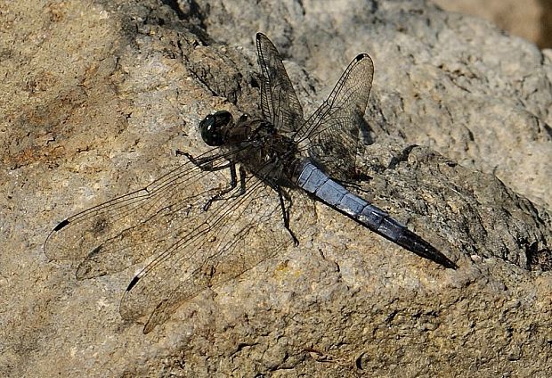 vážka rybničná Orthetrum cancellatum