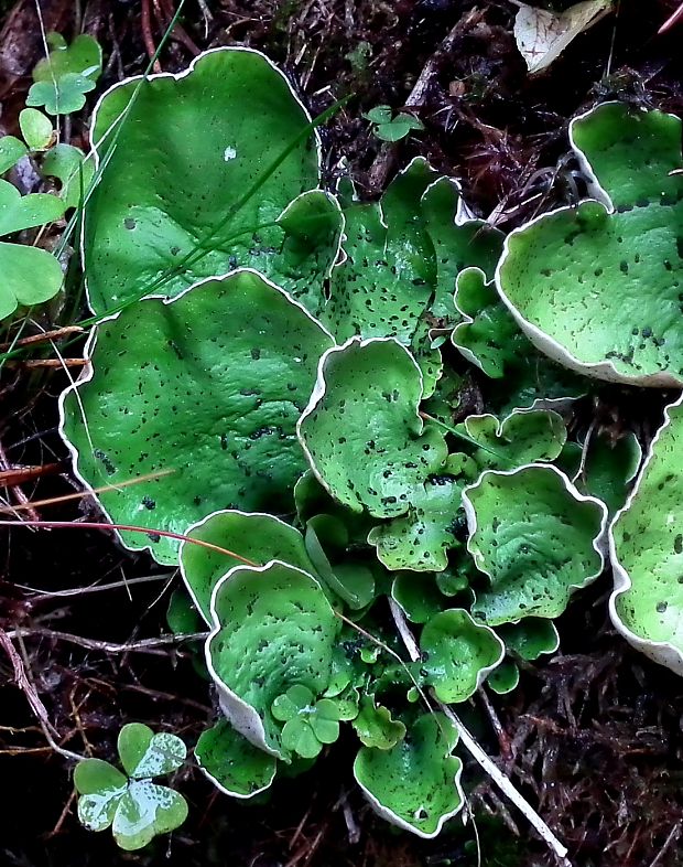 štítnatec zelený Peltigera aphthosa   (L.) Willd