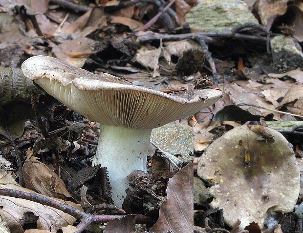 plávka Russula sp.