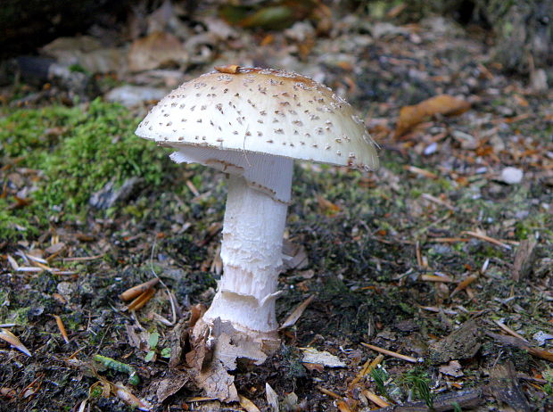 muchotrávka červenkastá Amanita rubescens Pers.