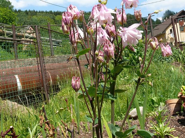 orlíček obecný - orlíček obyčajný Aquilegia vulgaris L.