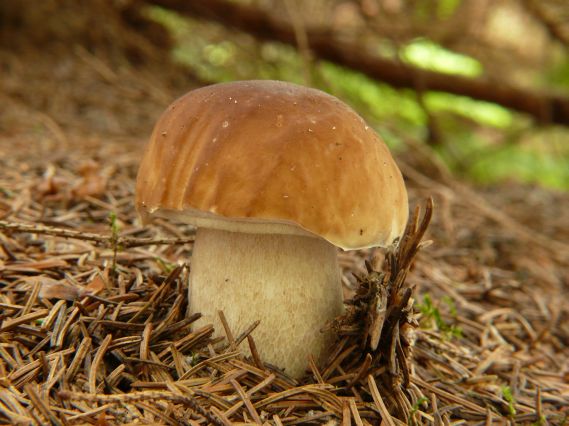 hríb smrekový Boletus edulis Bull.